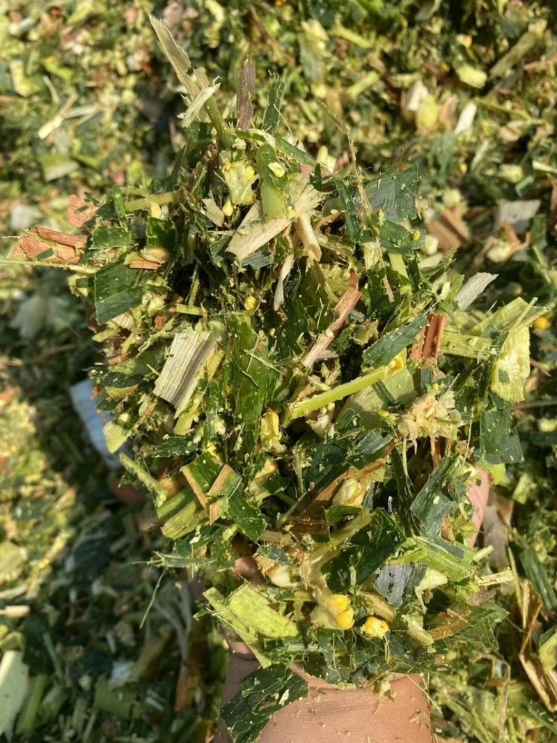 青储饲料全珠玉米杆牛羊草料万亩基地欢迎咨询看货！