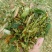青储饲料全珠玉米杆牛羊草料万亩基地欢迎咨询看货！