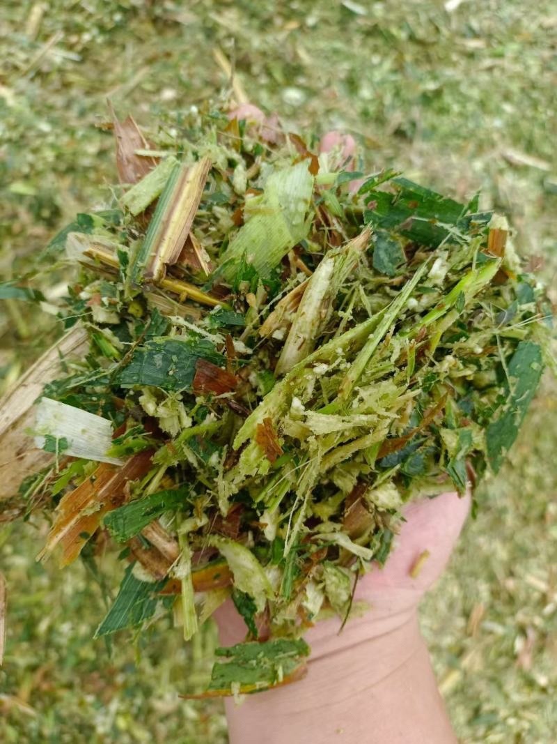 青储饲料全珠玉米杆牛羊草料万亩基地欢迎咨询看货！