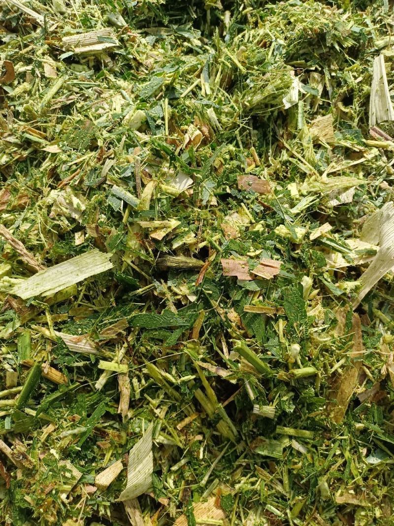 青储饲料全珠玉米杆牛羊草料万亩基地欢迎咨询看货！