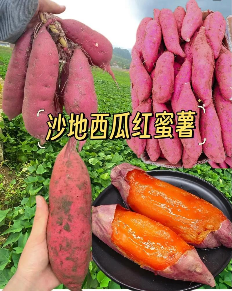 精品红薯龙薯九号河南开封产地直发龙九西瓜红济薯33
