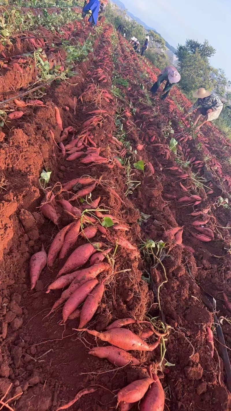 精品红薯龙薯九号河南开封产地直发龙九西瓜红济薯33