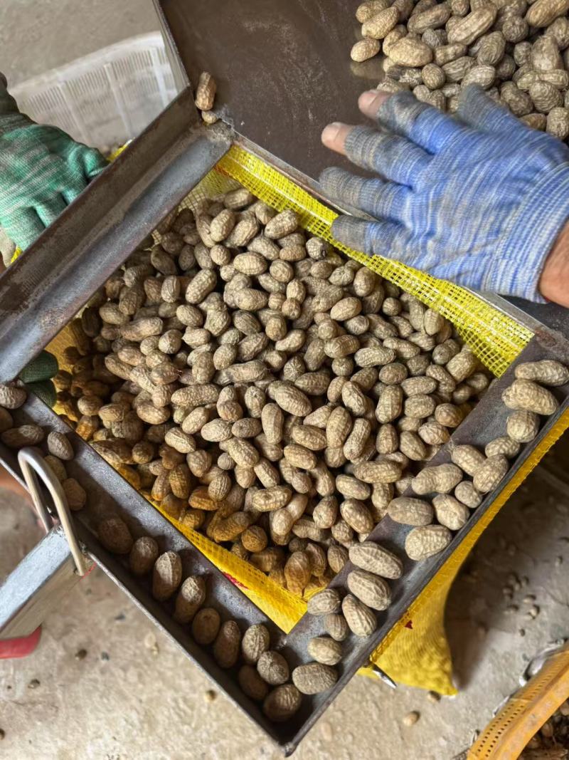 鲜花生，罗汉果湿花生小白沙大量供应超市，加工厂产地直销