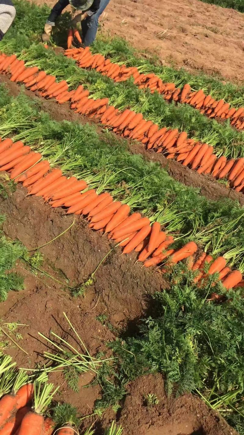 水洗三红胡萝卜对接全国市场开封胡萝卜货量充足