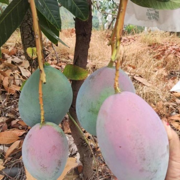 四川攀枝花凯特芒大量上市/精品凯特芒果产地发货量大优惠