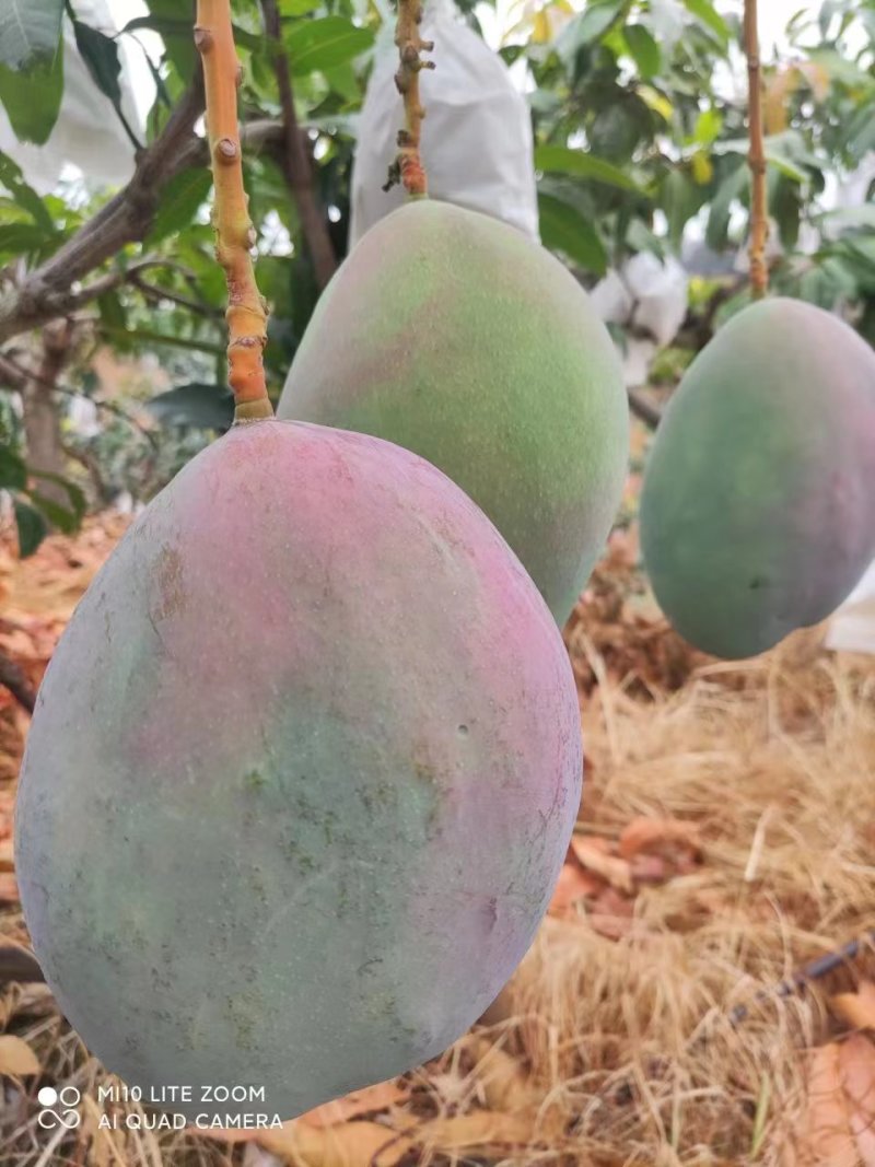 四川攀枝花凯特芒大量上市/精品凯特芒果产地发货量大优惠