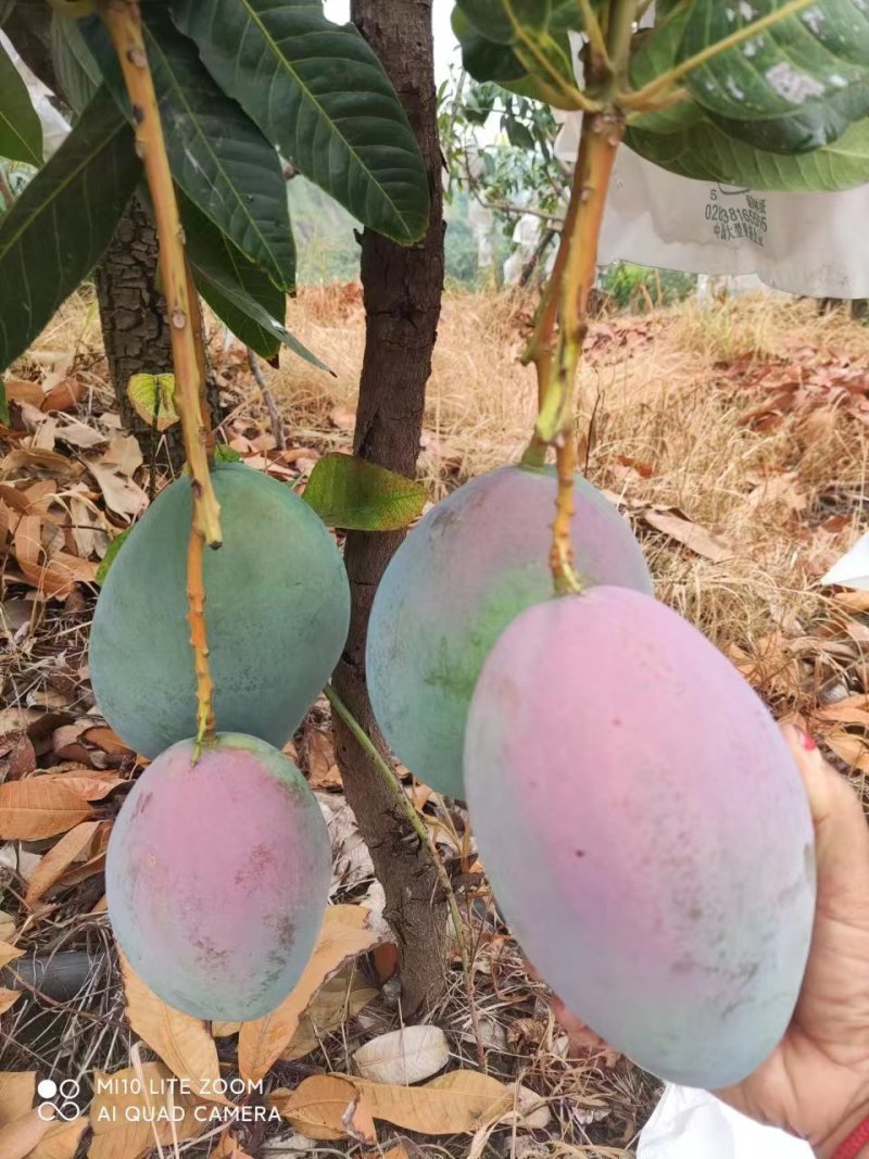 四川攀枝花凯特芒大量上市/精品凯特芒果产地发货量大优惠