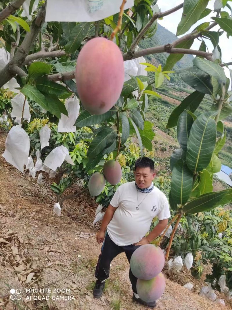 四川攀枝花凯特芒大量上市/精品凯特芒果产地发货量大优惠