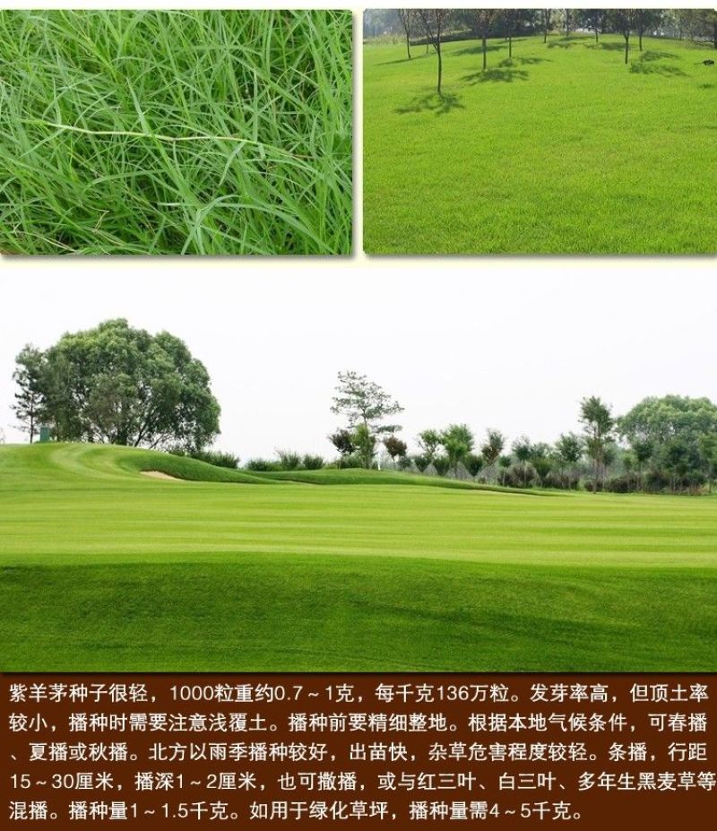 紫羊茅种子厂家一手货源批发品质保证价格美丽