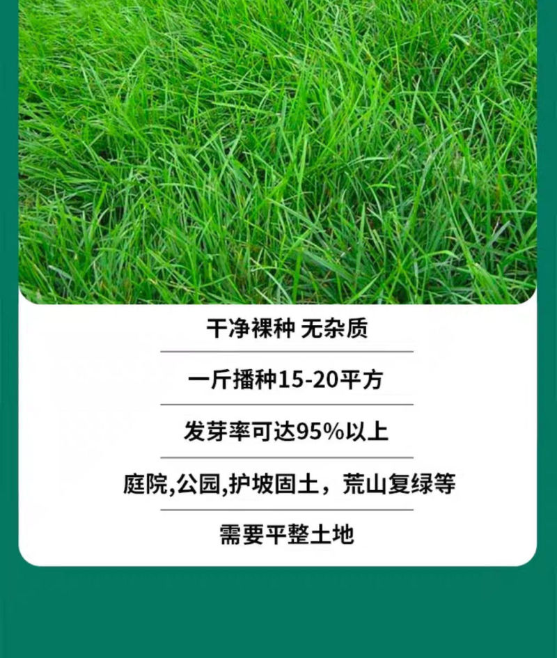 紫羊茅种子厂家一手货源批发品质保证价格美丽