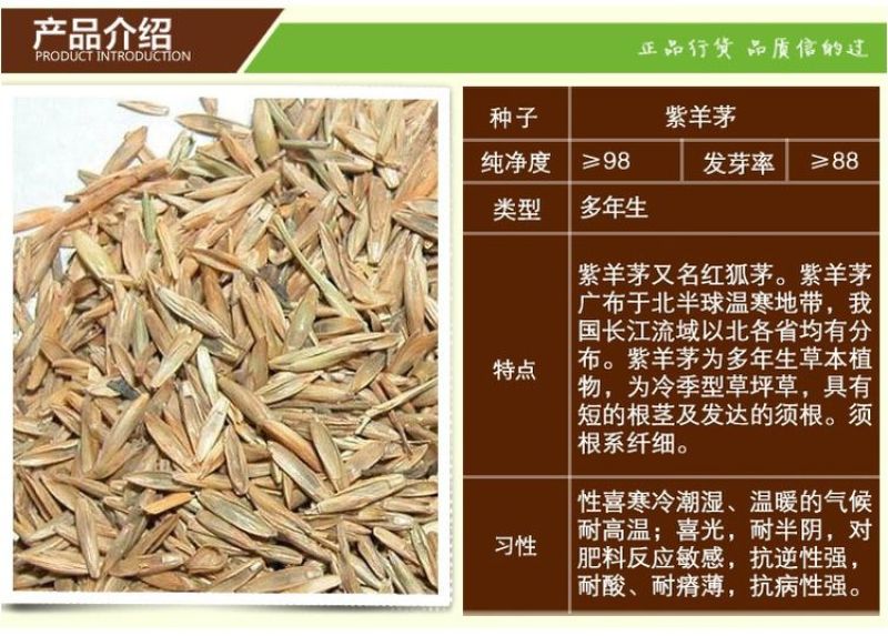 紫羊茅种子厂家一手货源批发品质保证价格美丽