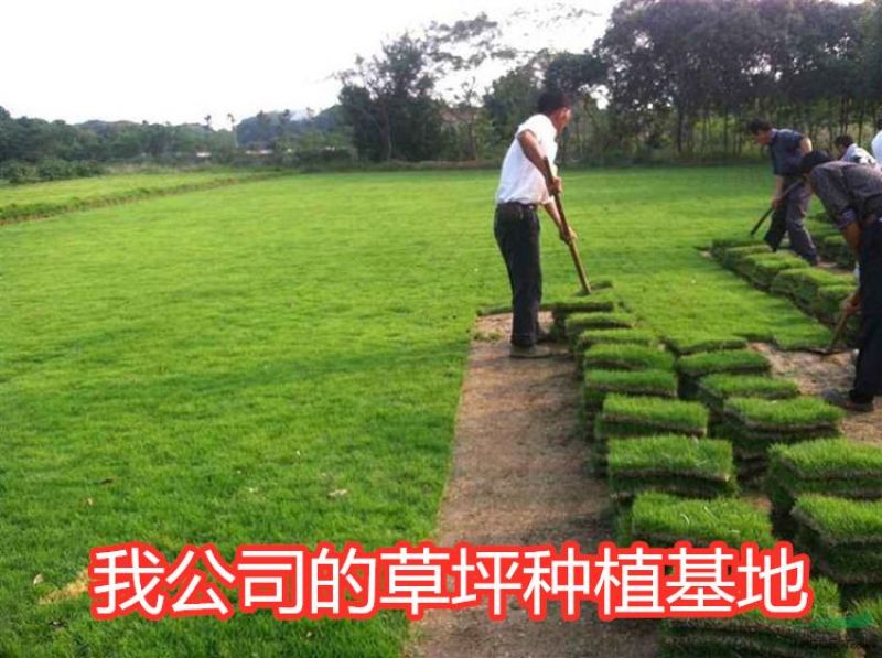 紫羊茅种子厂家一手货源批发品质保证价格美丽