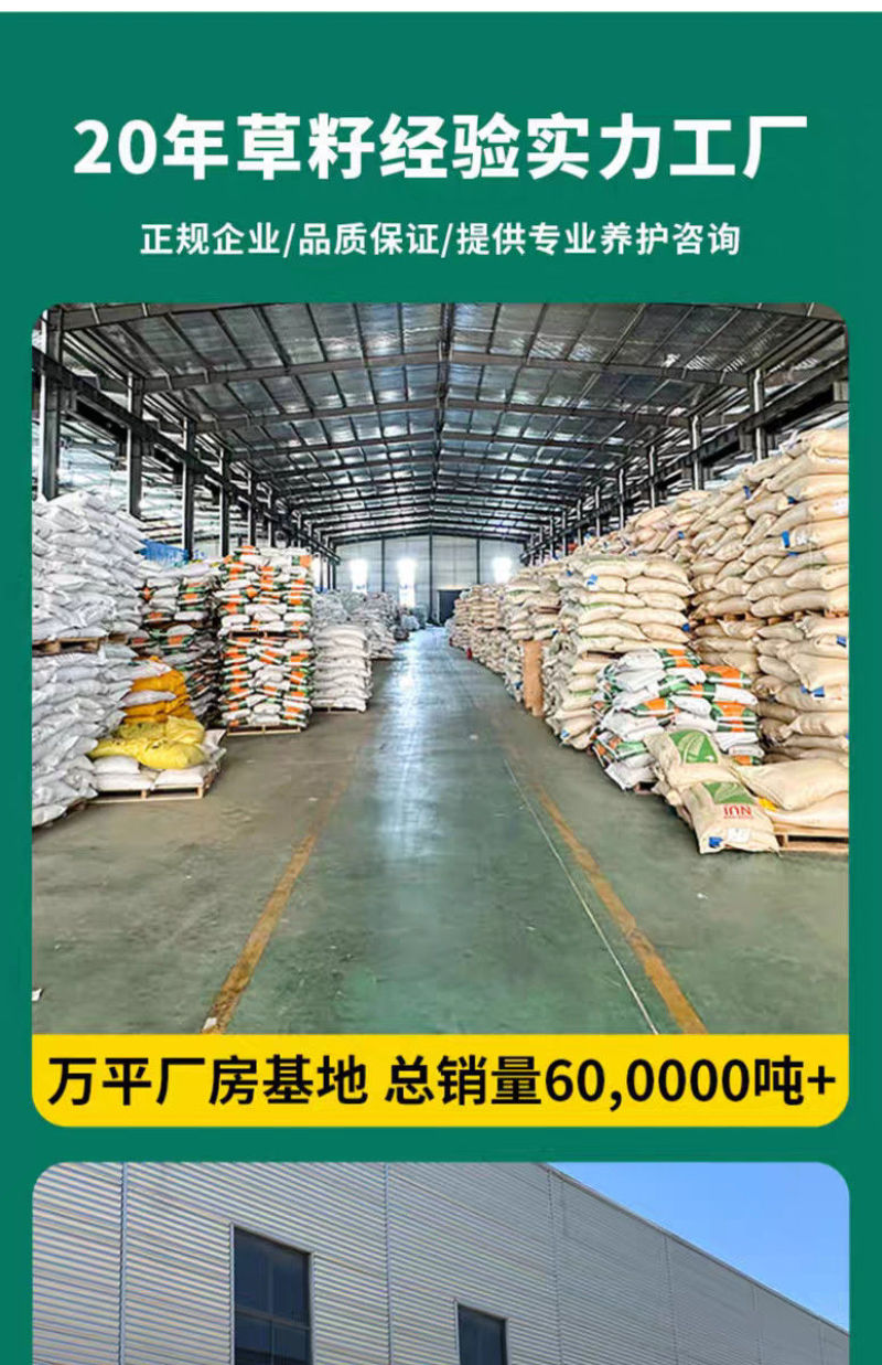 紫羊茅种子厂家一手货源批发品质保证价格美丽
