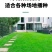 紫羊茅种子厂家一手货源批发品质保证价格美丽