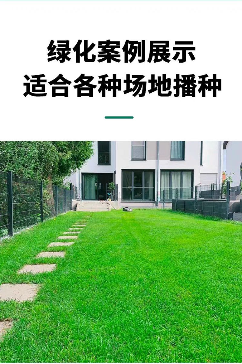 紫羊茅种子厂家一手货源批发品质保证价格美丽