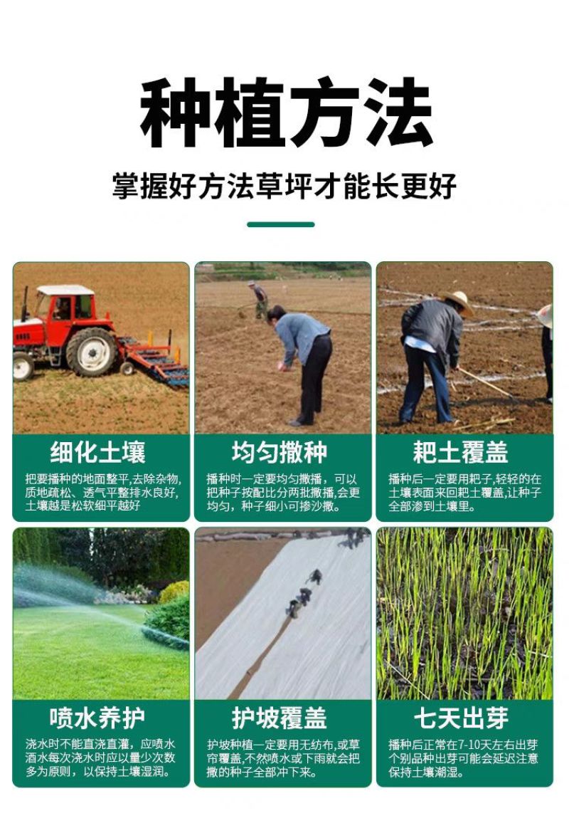 紫羊茅种子厂家一手货源批发品质保证价格美丽