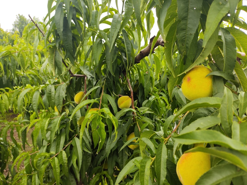 锦绣黄桃套袋大果产地湖北仙桃