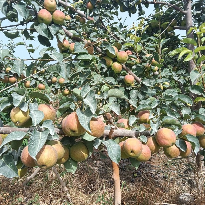 库尔勒红香酥新果