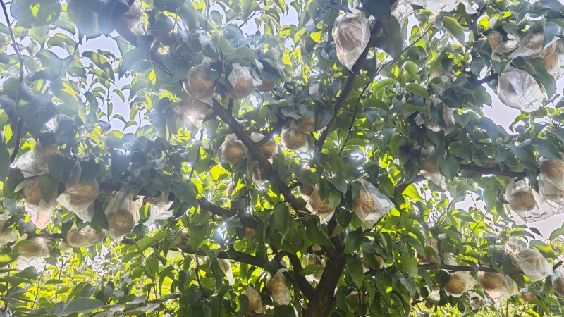 黄花梨
