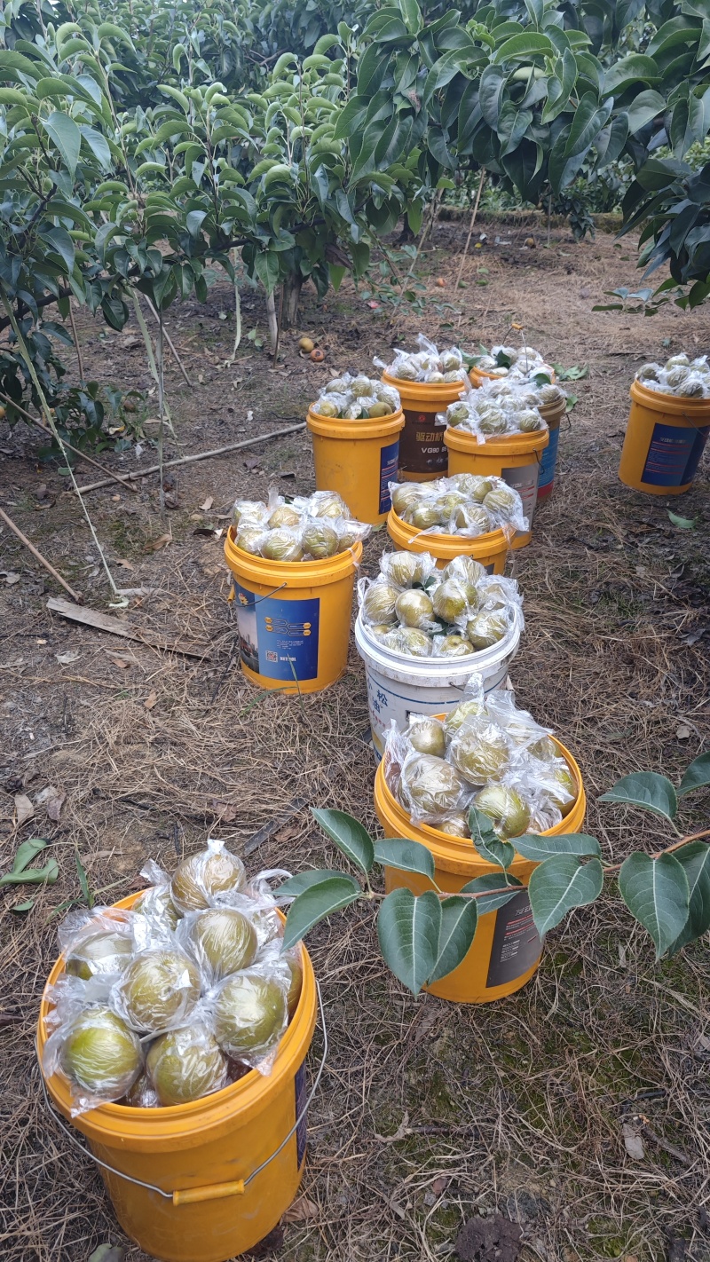黄花梨