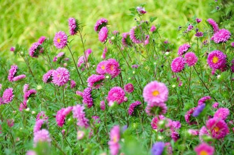 翠菊多年生花卉种子厂家直销