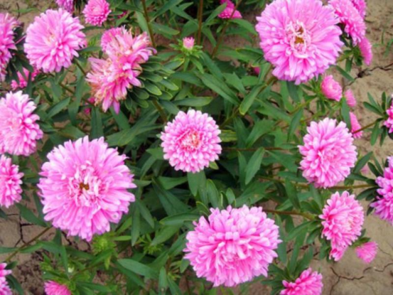翠菊多年生花卉种子厂家直销