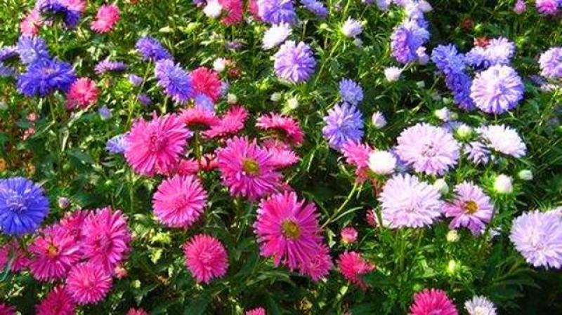 翠菊多年生花卉种子厂家直销