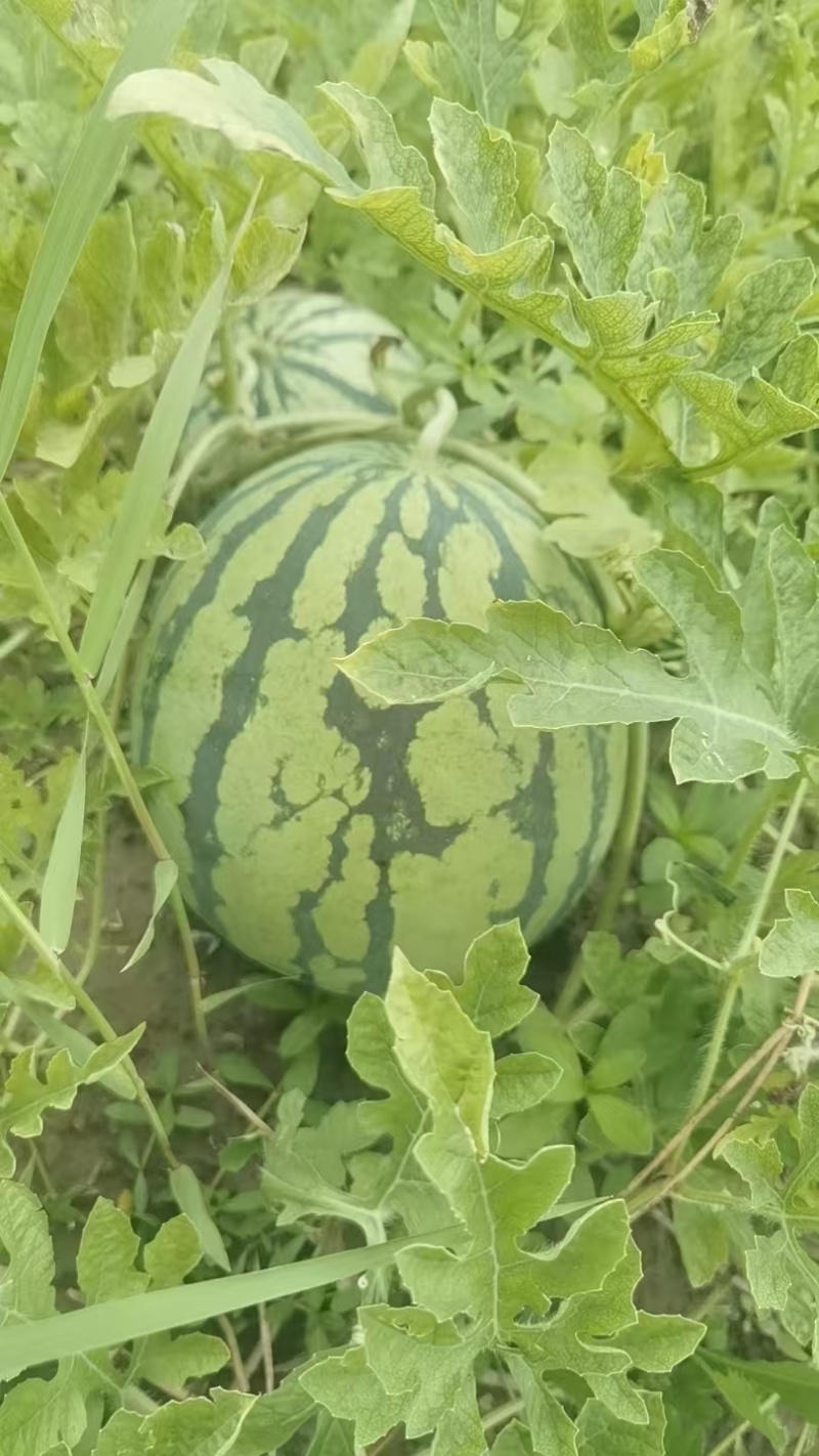 美都西瓜