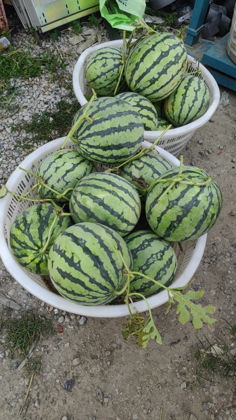 美都西瓜