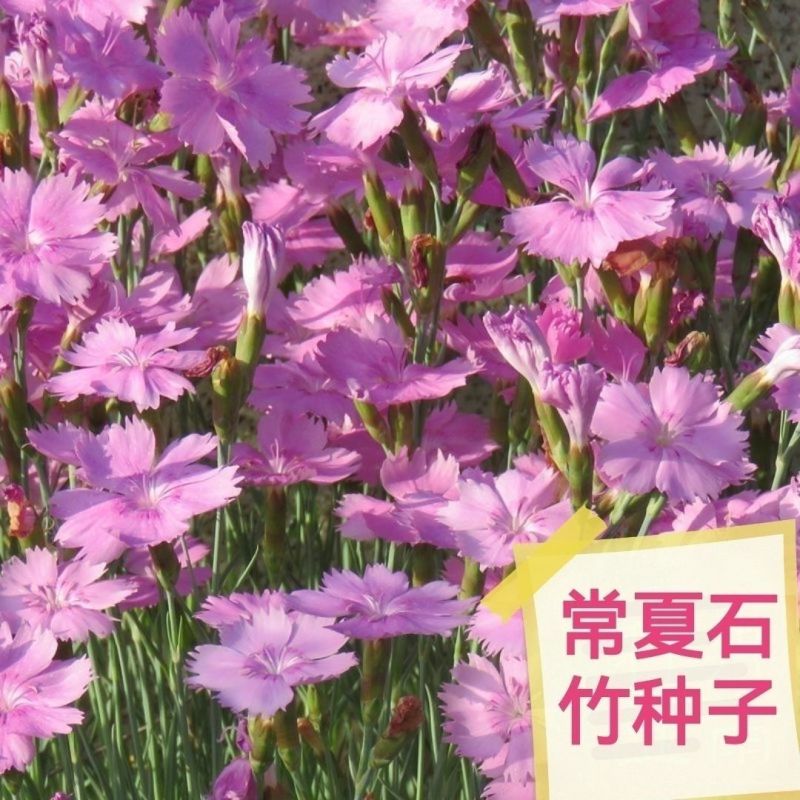 常夏石竹种子多年生春秋季播景观花卉易活混色耐寒阳台盆栽石