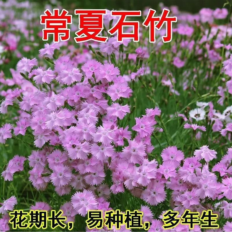 常夏石竹种子多年生春秋季播景观花卉易活混色耐寒阳台盆栽石