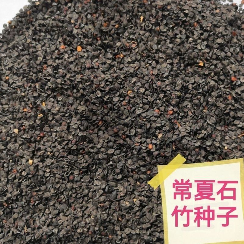 常夏石竹种子多年生春秋季播景观花卉易活混色耐寒阳台盆栽石