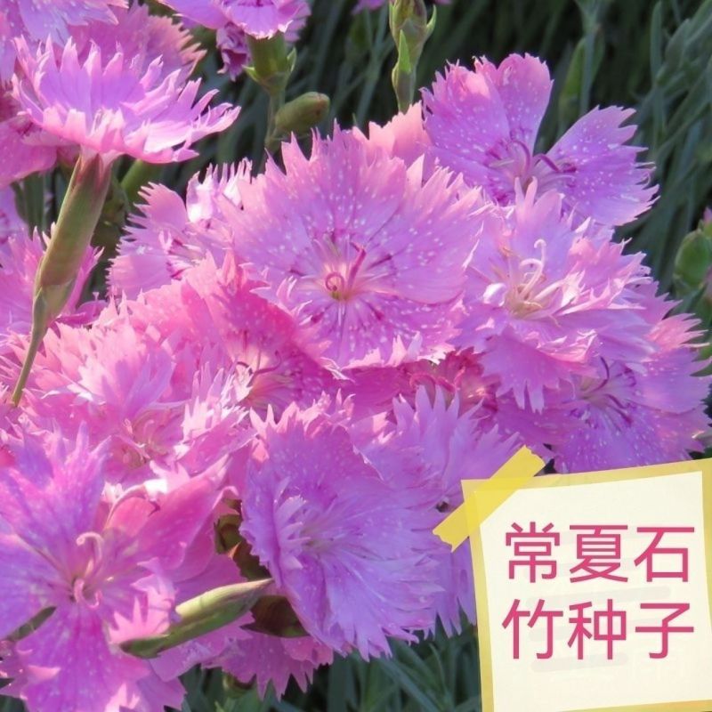 常夏石竹种子多年生春秋季播景观花卉易活混色耐寒阳台盆栽石
