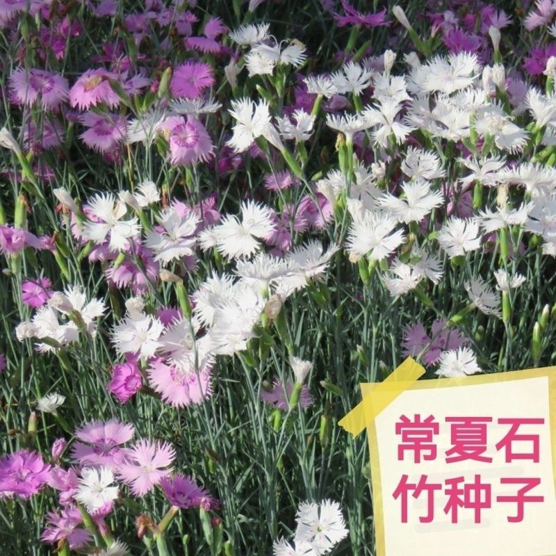 常夏石竹种子多年生春秋季播景观花卉易活混色耐寒阳台盆栽石