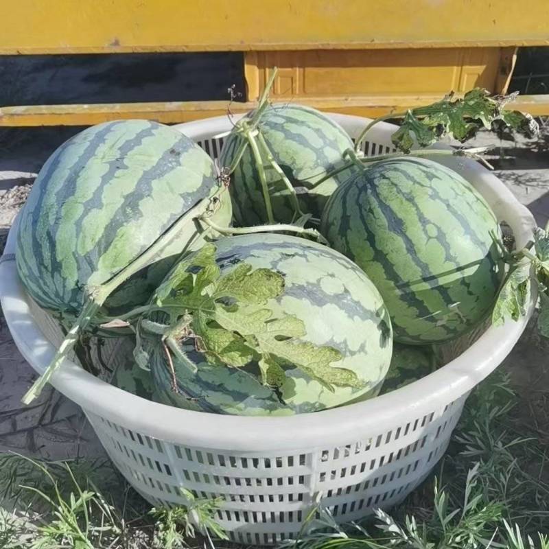 美都西瓜