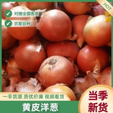 黄皮洋葱加工厂专用洋葱产地直发全国发货