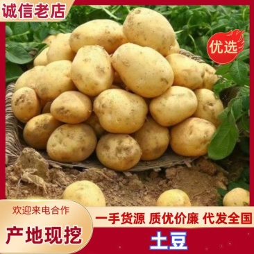【土豆】实力老店沃土，V7土豆3两以上精品黄皮黄心土豆