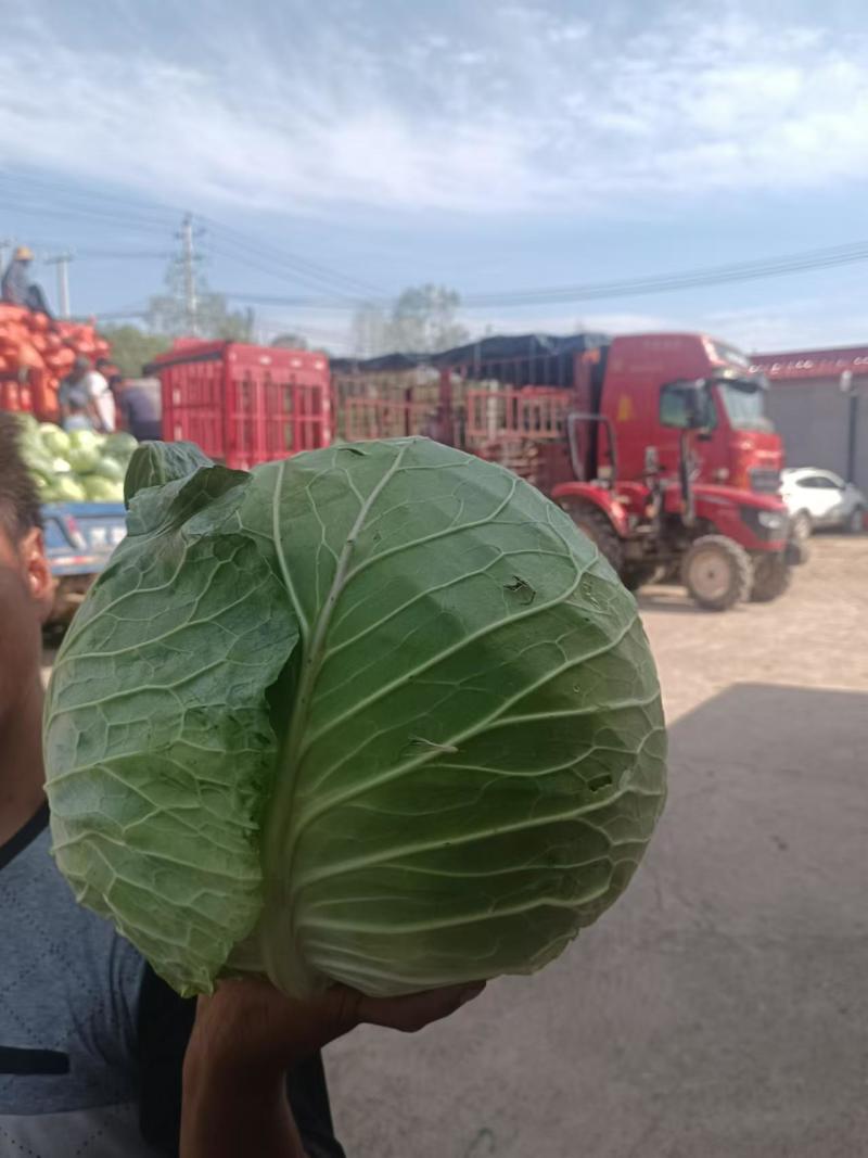 包菜，大铁头，净重6-20斤，工厂货，春卷饺子厂