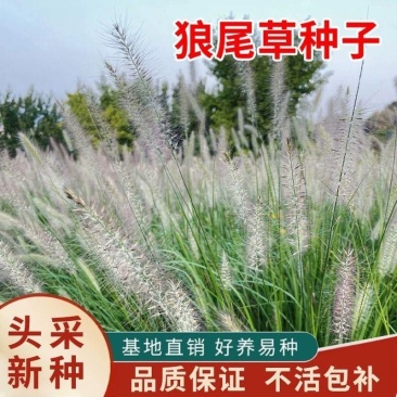 狼尾草种子基地直发价格美丽