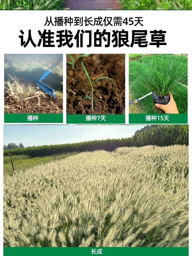 狼尾草种子基地直发价格美丽