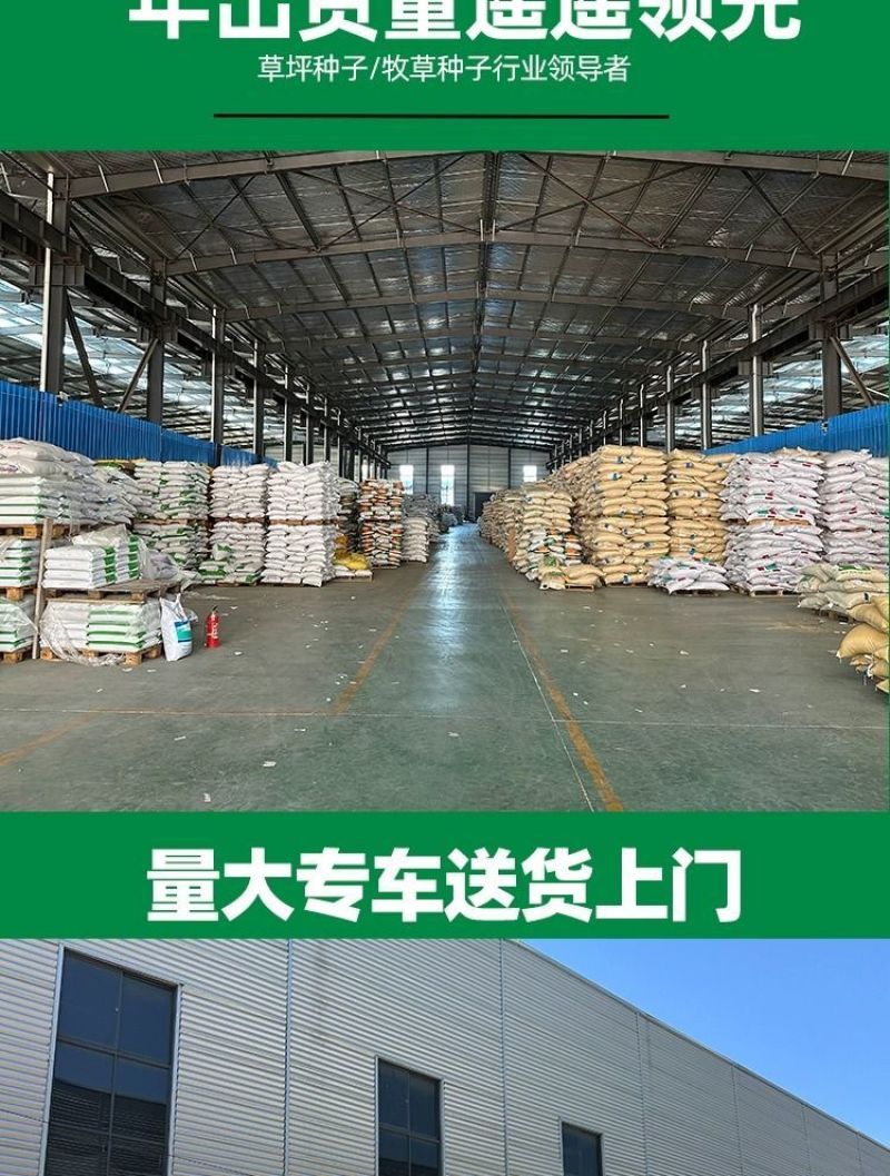 狼尾草种子基地直发价格美丽