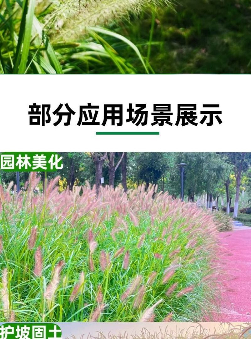 狼尾草种子基地直发价格美丽