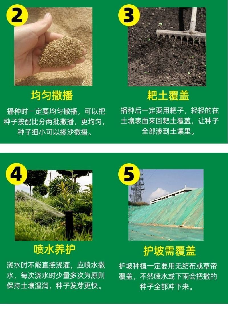 狼尾草种子基地直发价格美丽