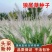 狼尾草种子基地直发价格美丽