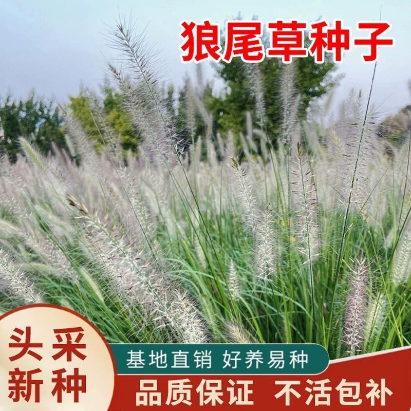 狼尾草种子基地直发价格美丽