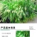狼尾草种子基地直发价格美丽