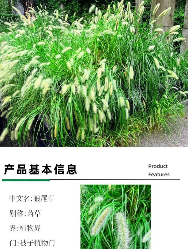 狼尾草种子基地直发价格美丽