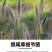 狼尾草种子基地直发价格美丽