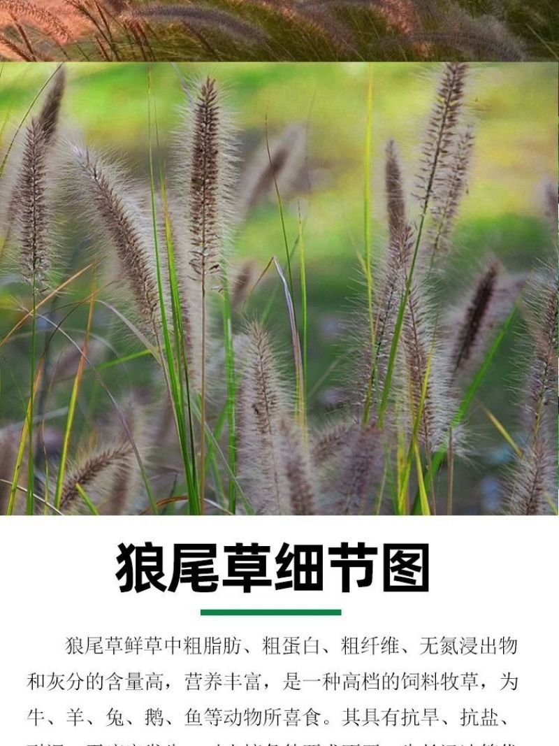 狼尾草种子基地直发价格美丽