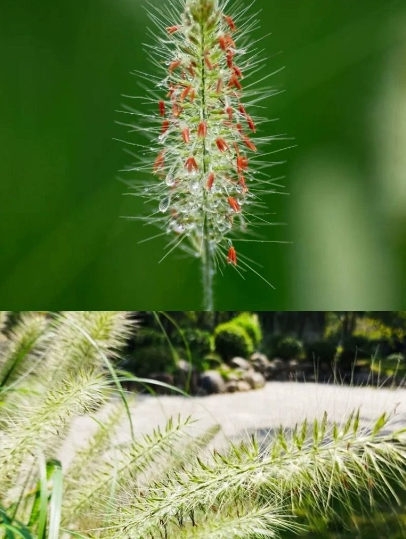 狼尾草种子基地直发价格美丽